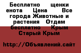 Бесплатно !!! щенки енота!! › Цена ­ 1 - Все города Животные и растения » Отдам бесплатно   . Крым,Старый Крым